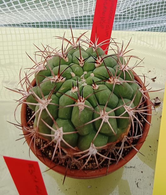  - Gymnocalicium Riograndense