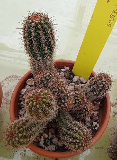  - Chamaecereus hb Danisa