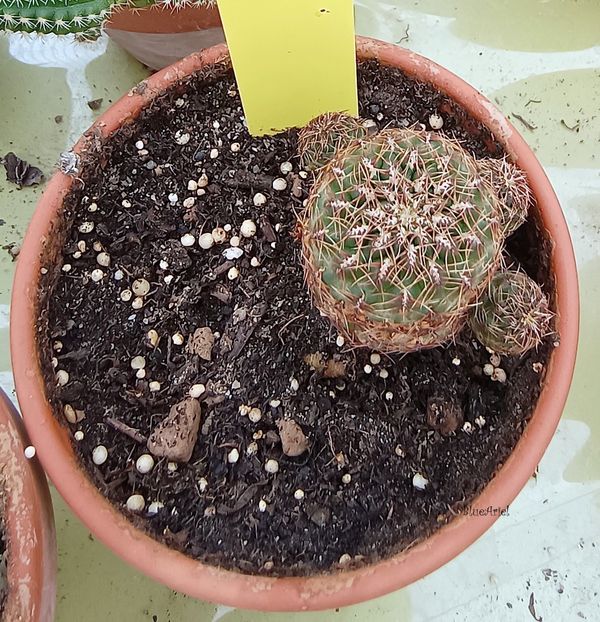  - Sulcorebutia canigueralii var applanata