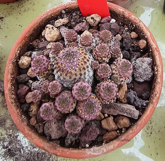  - Sulcorebutia rauschii violacidermis