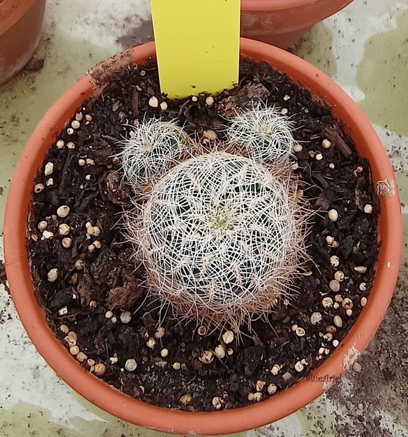  - Sulcorebutia tarabucoensis HS125 Cordillera Mandinga