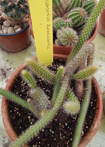  - Aporocactus flageliformis