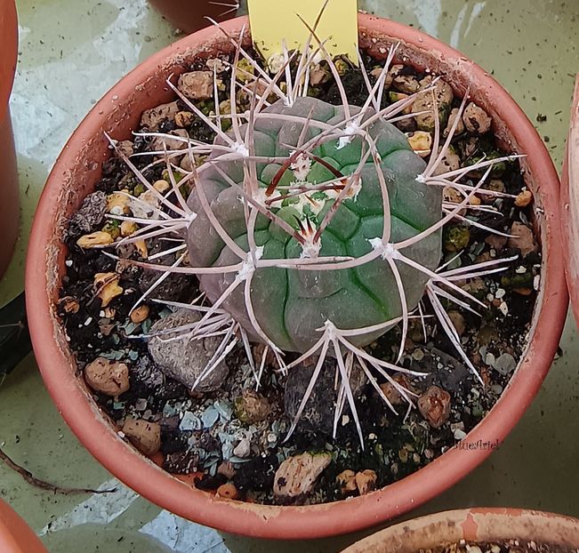  - Gymnocalycium weisianum cinerascens