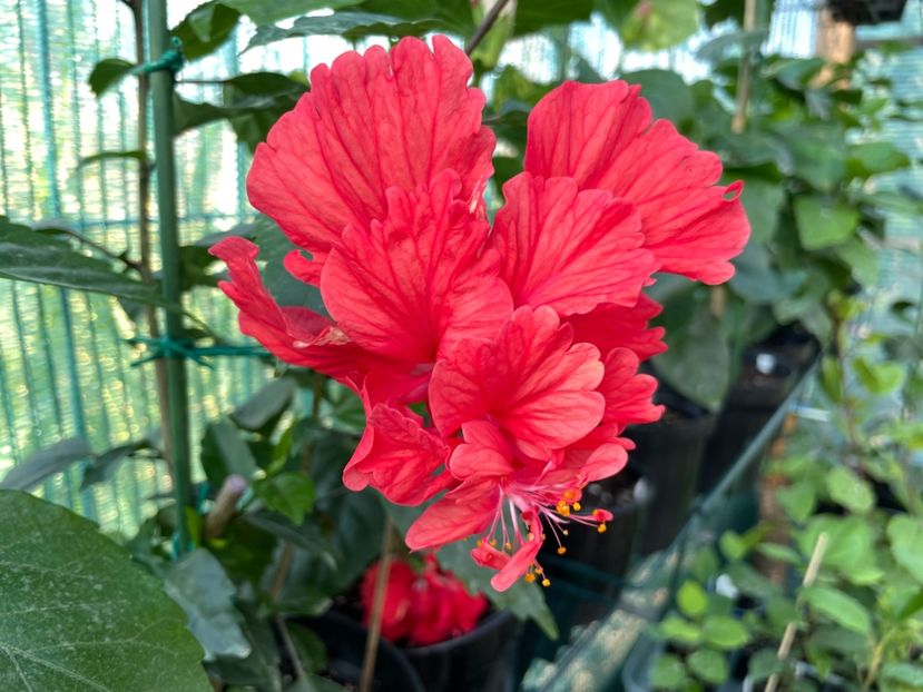 0E6AACB0-B12F-43D3-804B-0E27BD7B3CE0 - El Capitolio