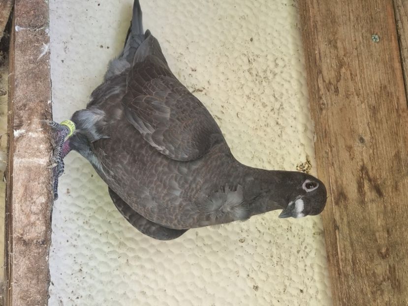  - Porumbei rosu de bucuresti