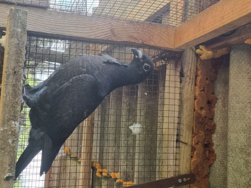  - Porumbei rosu de bucuresti