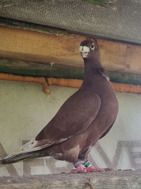  - Porumbei rosu de bucuresti