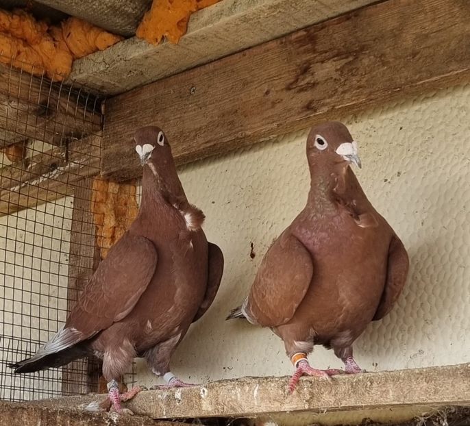  - Porumbei rosu de bucuresti