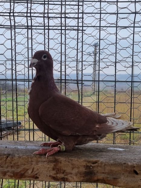  - Porumbei rosu de bucuresti