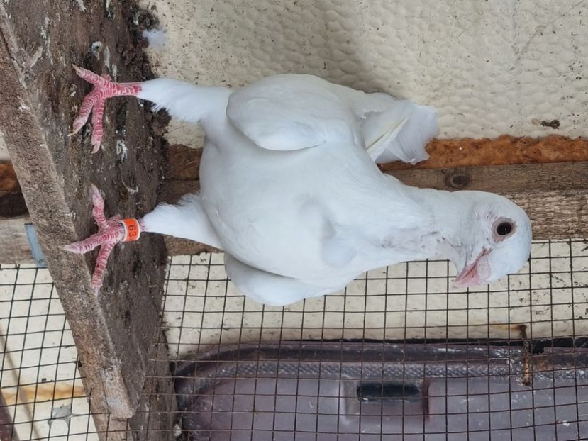  - Porumbei rosu de bucuresti