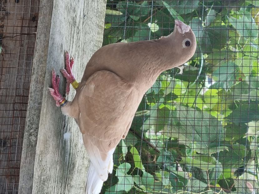  - Porumbei rosu de bucuresti