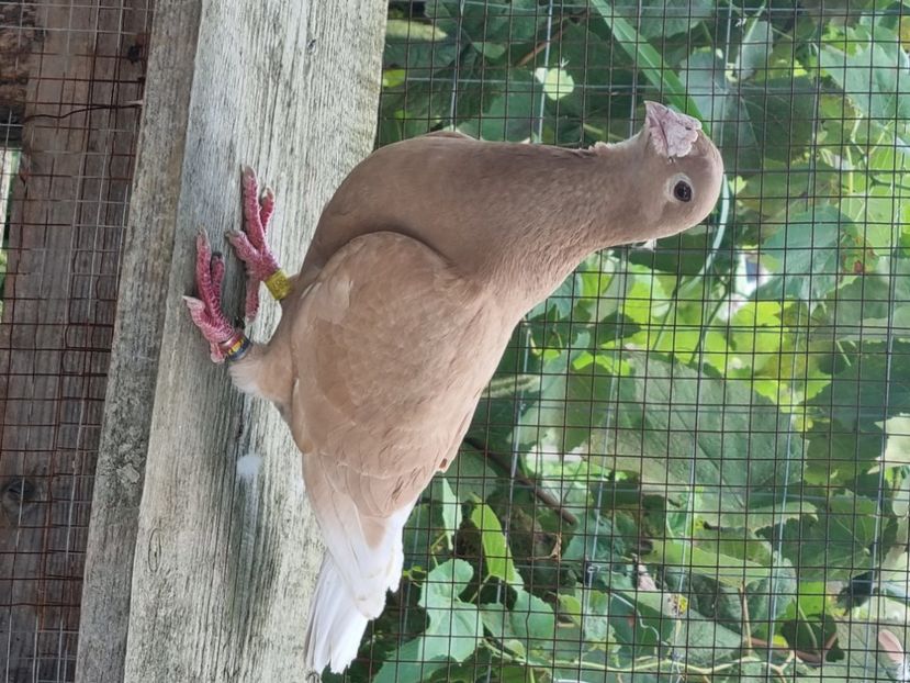  - Porumbei rosu de bucuresti