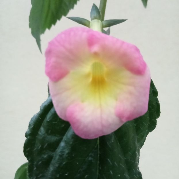 Strawberry Lemon - - 2023
