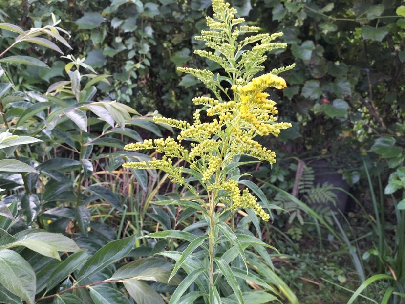 Solidago - 2023 prin curte și gradina