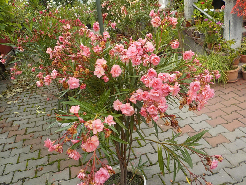  - mrs roeding nr- 53
