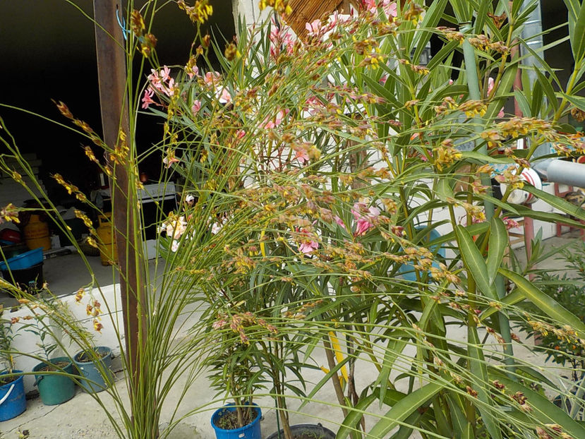  - plante necunoscute