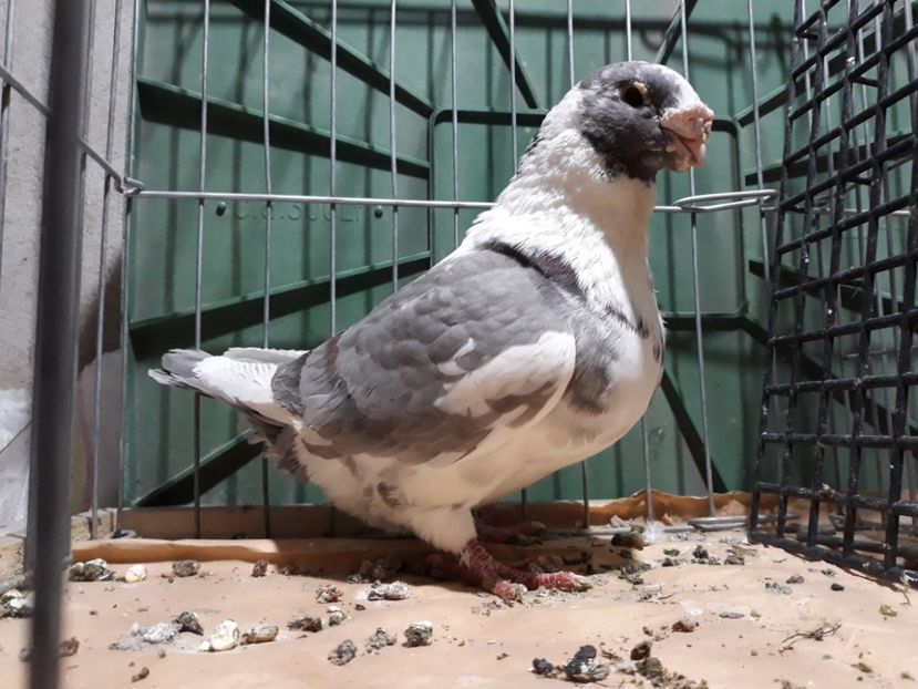 20230303_200717[1] - Amintiri