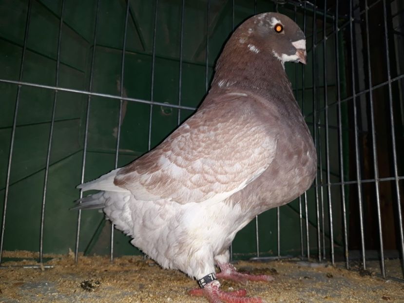 IMG-20230226-WA0052[1] - Amintiri