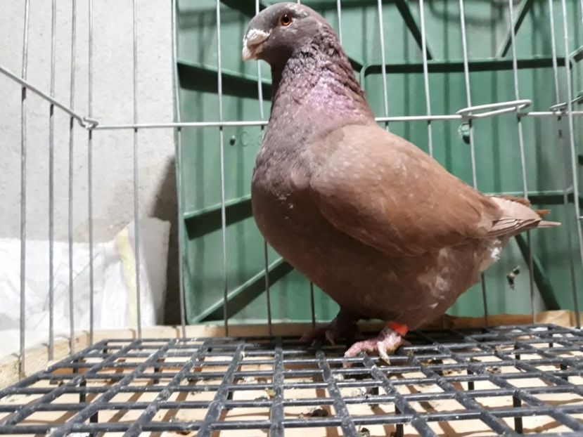 IMG-20230226-WA0101[1] - Amintiri