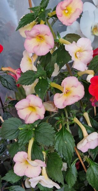 Frumusel dar cu majoritatea florilor simple acum - Yellow English Rose p
