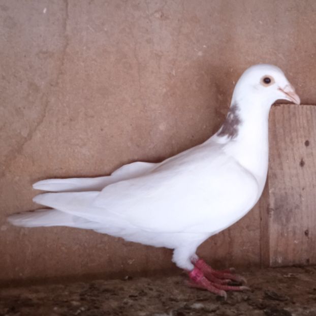 Mascul 23-545.... - Porumbei vanduti