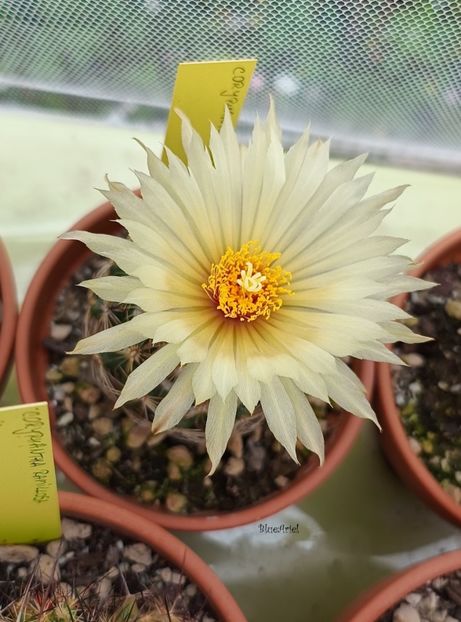  - Coryphantha cornifera