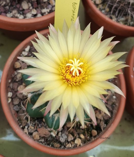  - Coryphantha cornifera