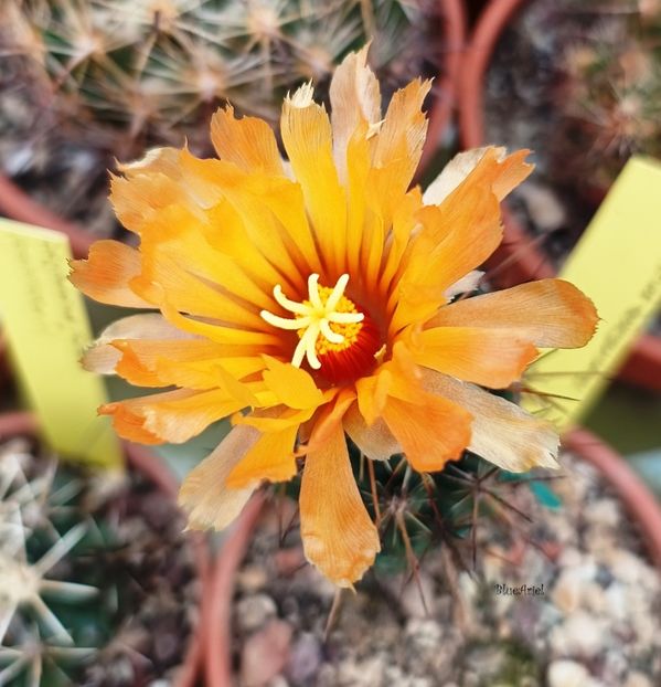  - Coryphantha wohlschlageri