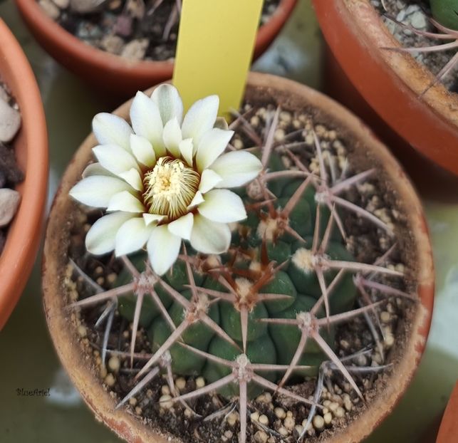  - Gymnocalicium Ferox v Ferocior