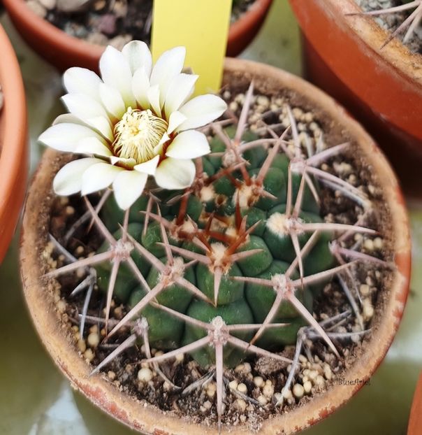  - Gymnocalicium Ferox v Ferocior