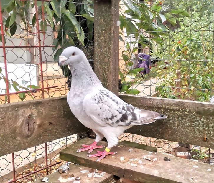 Femela 2017 - 2023 porumbei