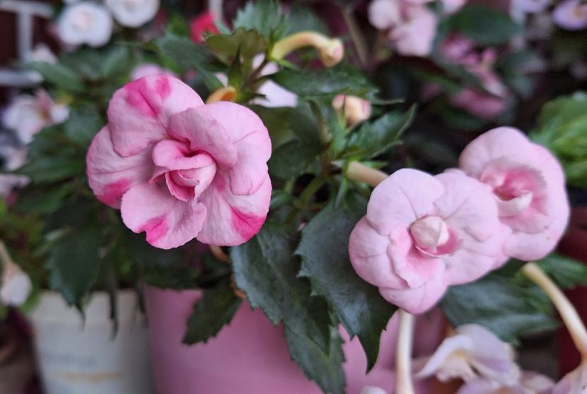 Ausie Beauty - 14 Achimenes 2023