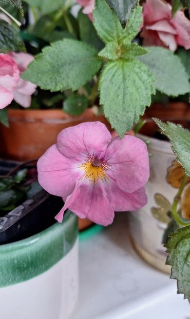 Pearly Gray - 14 Achimenes 2023
