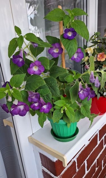 Mexicana - 14 Achimenes 2023