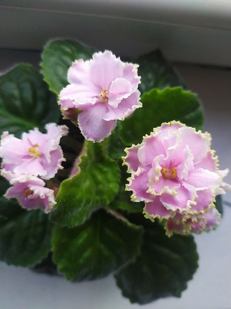 17 august 2023 - Zima Ulybaetsia