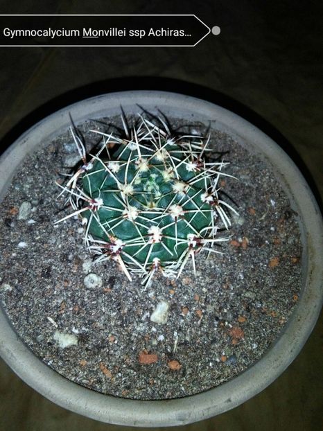 Gymnocalycium Monvillei ssp Achirasense - Cactusi