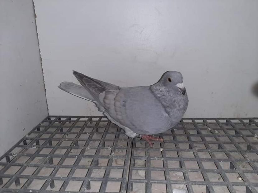  - Nu îmi aparțin 6