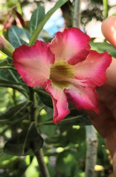  - Adenium sau trandafirul deșertului