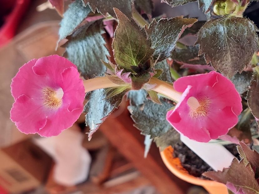  - BRID-S SCHMETTERLING