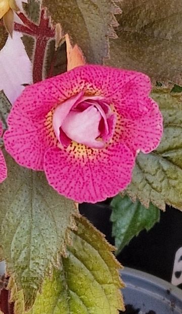 Rf's Roberto Rainbow Dream - Achimenes 2023