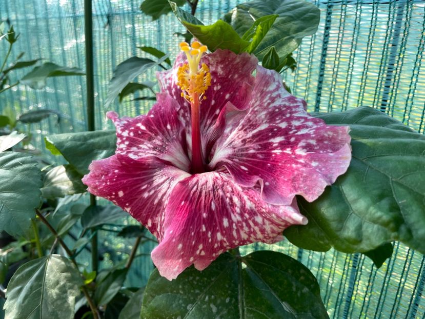 C39CB07F-1990-4402-A314-62A78333A34B - 001 - Hibiscusi