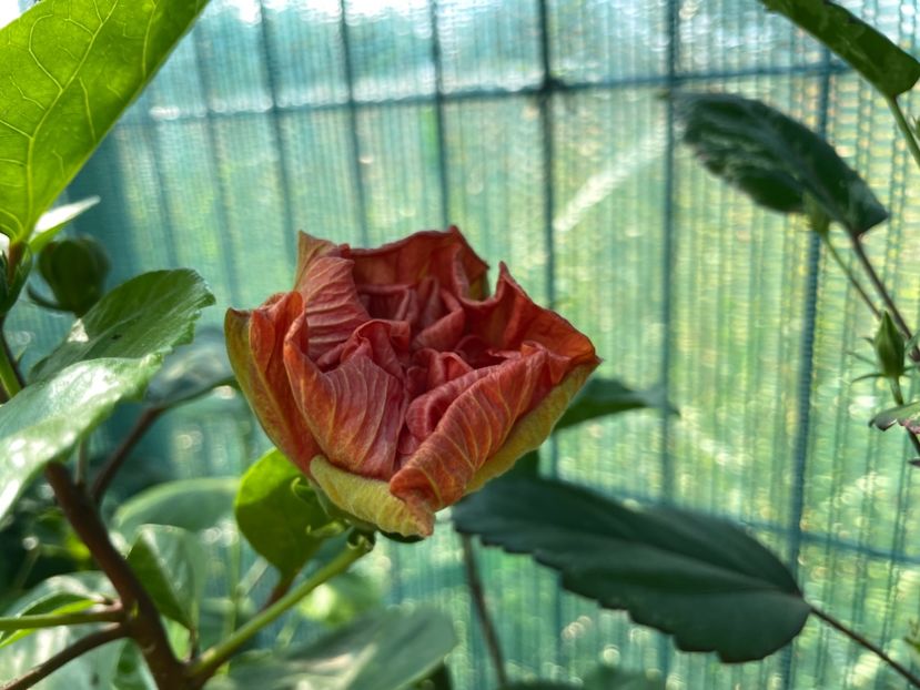 88B0CF82-D534-41A4-BE4A-BA41AEDEC9D7 - 001 - Hibiscusi