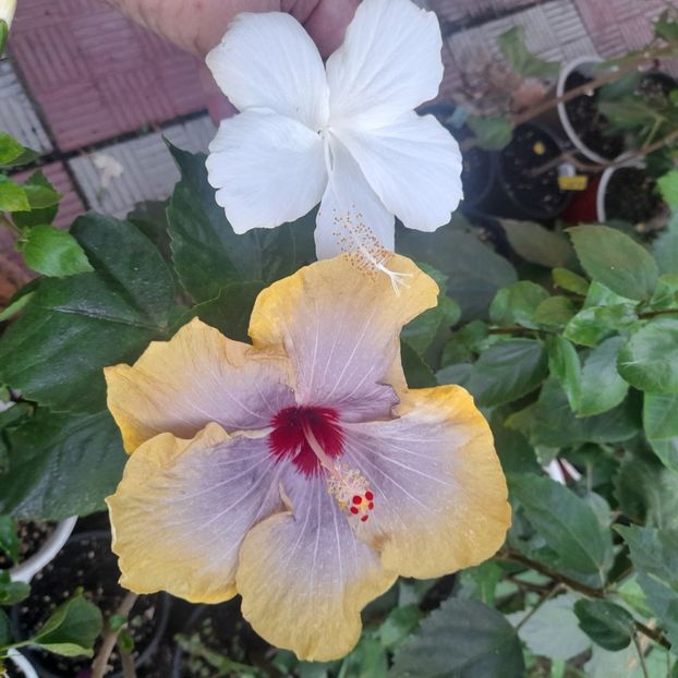 18.08.2023 - HIBISCUSI 2023-1