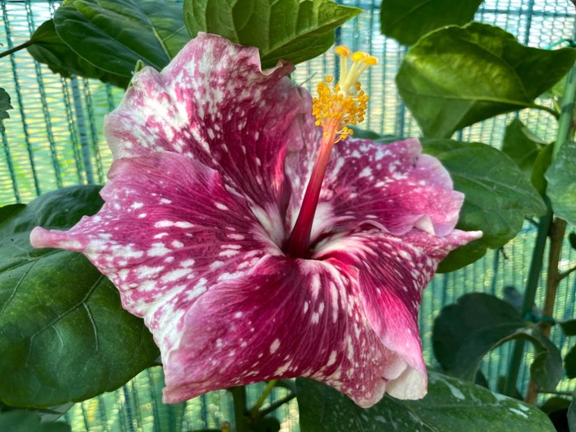 B433A367-813D-4901-9802-2151F74964E9 - 001 - Hibiscusi