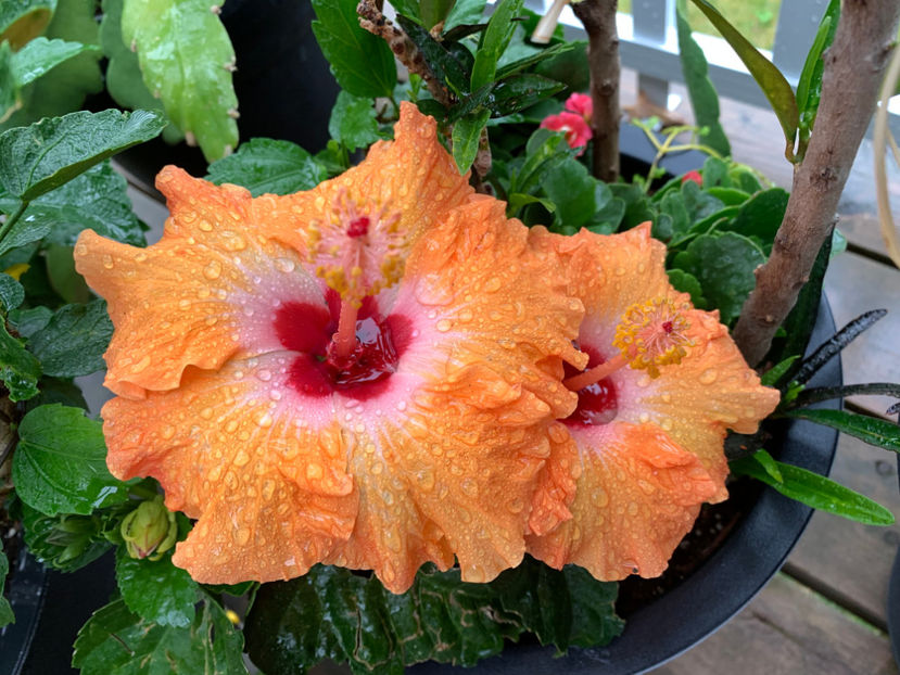  - Jurnalul gradinii 2023