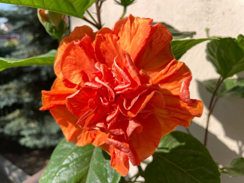 55ED8E3D-0FCC-4117-9A4A-742EC4F6FB52 - x-HD 1290 - pierdut