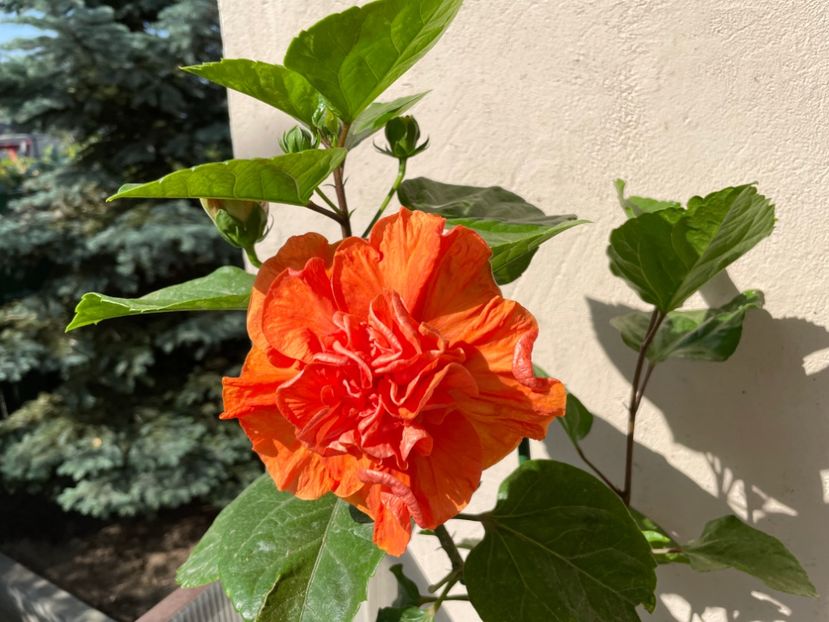 4536D68E-AA5D-419F-B1C8-BC15B54AAA2A - x-HD 1290 - pierdut