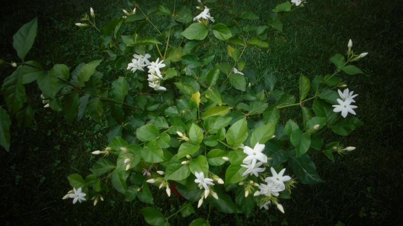 Jasmin sambac - Splendori in gradina