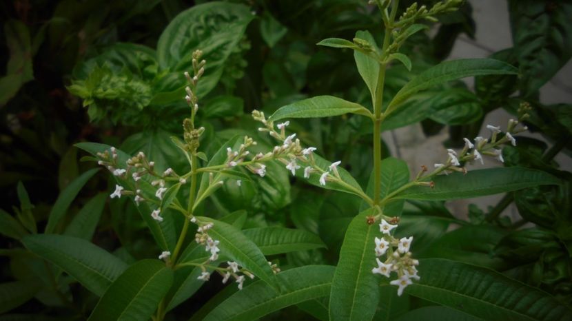 Verbina parfumata(aloysia citriodora) - Splendori in gradina