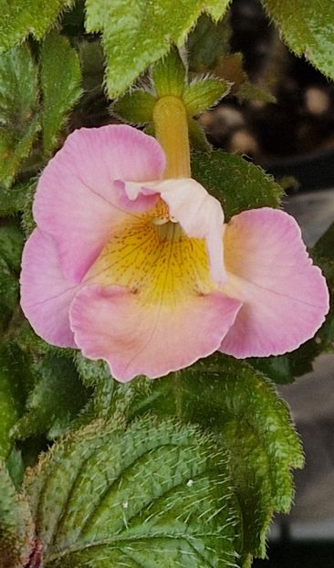 Vanilla Custard - Achimenes 2023